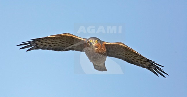 Sperwer in vlucht; Sparrowhawk in flight stock-image by Agami/Markus Varesvuo,