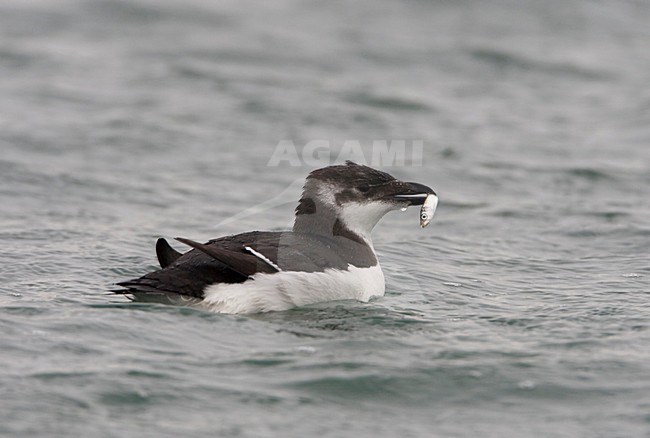 Alk met klein visje; Razorbill with small fish stock-image by Agami/Arie Ouwerkerk,