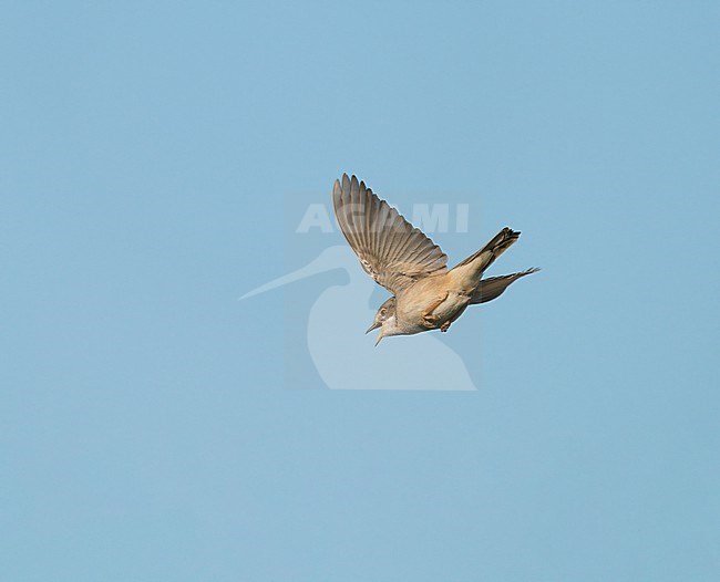 singing and displaying adult male Common Whitethroat (Sylvia communis) in song flight, display flight in blue sky stock-image by Agami/Ran Schols,