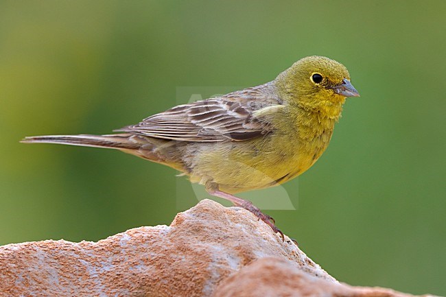 Smyrnagors zittend op rots; Cinereous Bunting perched on rock stock-image by Agami/Daniele Occhiato,