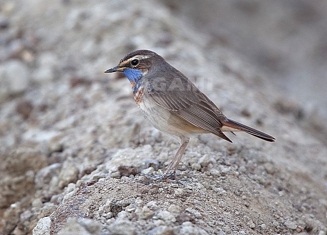 Male Red-spotted Bluethroat (Luscinia svecica svecica) during migration stock-image by Agami/Andy & Gill Swash ,