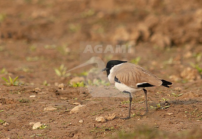 Adult River Lapwing (Vanellus duvaucelii) standing hunched on brown colored dry river bed in Asia. stock-image by Agami/Marc Guyt,
