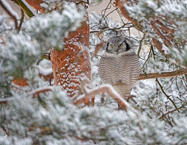 Northern Hawk Owl perched; Sperweruil zittend stock-image by Agami/Markus Varesvuo,