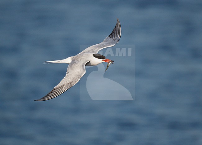 Visdief vliegt met visje in snavel terug naar zijn nest om jong te voeren; Common Tern with fish in its bill flying to its nest to feed her young chicks stock-image by Agami/Ran Schols,