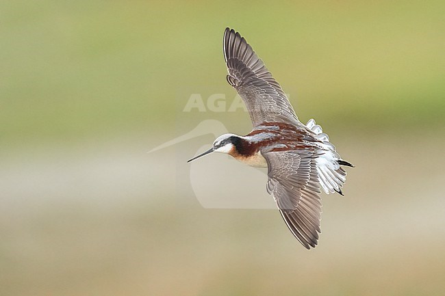 Adult female breeding
Galveston Co., TX
May 2023 stock-image by Agami/Brian E Small,