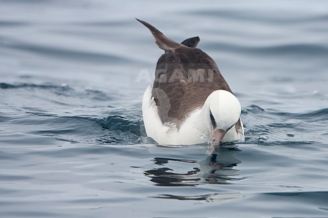 Zwemmende Laysanalbatros; Swimming Laysan Albatross stock-image by Agami/Martijn Verdoes,