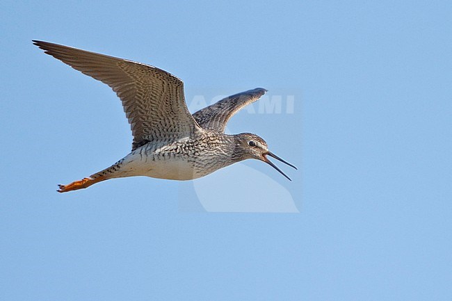 Lesser Yellowlegs (Tringa flavipes) flying in Churchill, Manitoba, Canada. stock-image by Agami/Glenn Bartley,