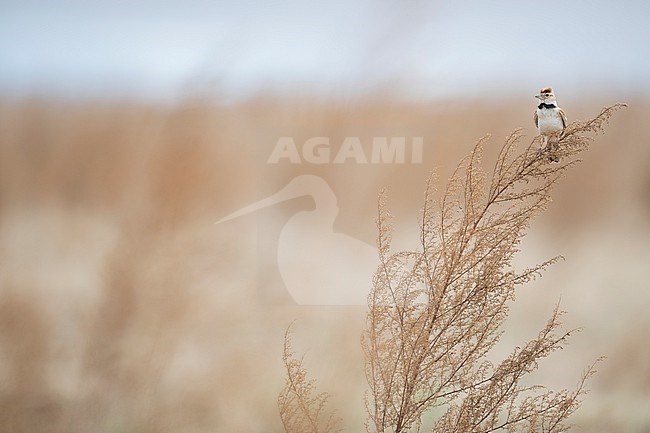 Adult Mongolian Lark (Melanocorypha mongolica), Russia. On the Russian Steppes. stock-image by Agami/Ralph Martin,