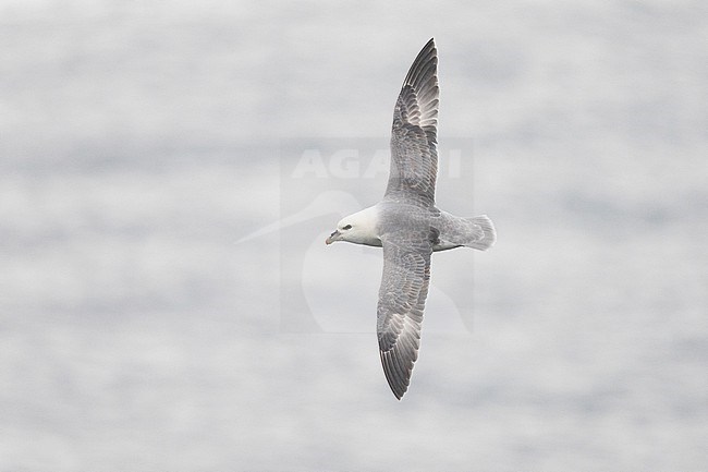 Northern Fulmar (Fulmarus glacialis auduboni), adult in flight seen from the above, Capital Region, Iceland stock-image by Agami/Saverio Gatto,