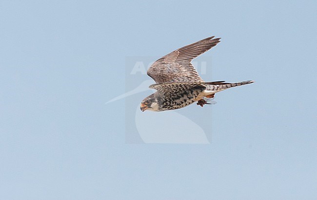 Amoervalk op doortrek op Happy Island, China; Amur Falcon migrating on Happy Island, China stock-image by Agami/Marc Guyt,