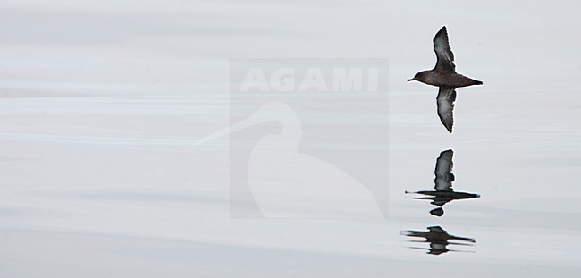 Grauwe Pijlstormvogel in de vlucht; Sooty Shearwater in flight stock-image by Agami/Martijn Verdoes,