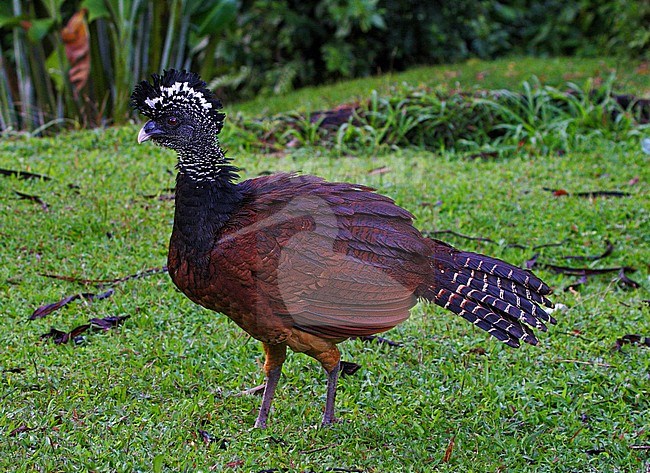 Great Curassow, Crax rubra stock-image by Agami/Greg & Yvonne Dean,