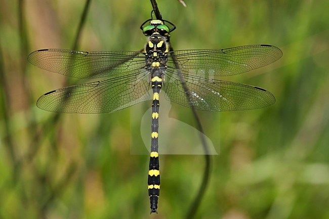 Turkse bronlibel in vegetatie, Cordulegaster picta in vegetation stock-image by Agami/Wil Leurs,