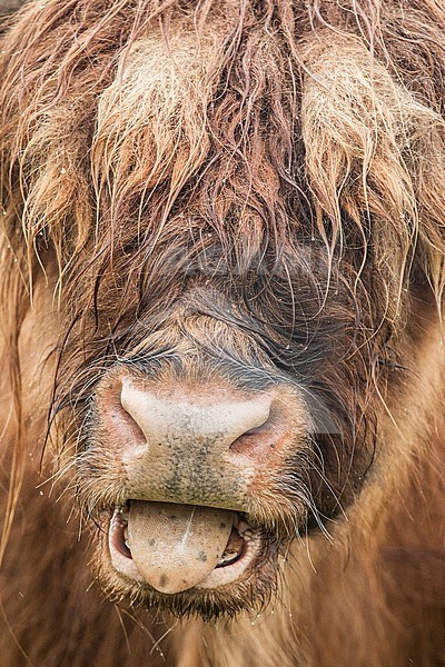 Portrait of grazing Highland Cow (Bos taurus) stock-image by Agami/Caroline Piek,