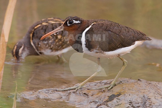 Paartje Goudsnippen; Pair of Greater Painted Snipes stock-image by Agami/Daniele Occhiato,