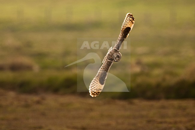 Velduil jagend; Short-eared Owl hunting stock-image by Agami/Menno van Duijn,
