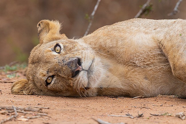 Lion (Panthera leo melanochaita), close-up of a lioness at rest, mpumalanga, South Africa stock-image by Agami/Saverio Gatto,