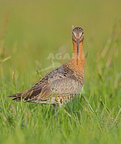 Grutto in weiland; Black-tailed Godwit in meadow stock-image by Agami/Menno van Duijn,