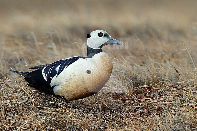 Adult male 
Barrow, AK 
June 2010 stock-image by Agami/Brian E Small,