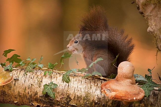 Rode Eekhoorn in de tuin; Red Squirrel in the garden stock-image by Agami/Han Bouwmeester,