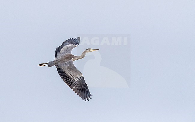Immature Grey Heron (Ardea cinerea ) in flight in the Netherlands. stock-image by Agami/Marc Guyt,