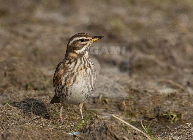 Redwing perched; Koperwiek zittend stock-image by Agami/Arie Ouwerkerk,