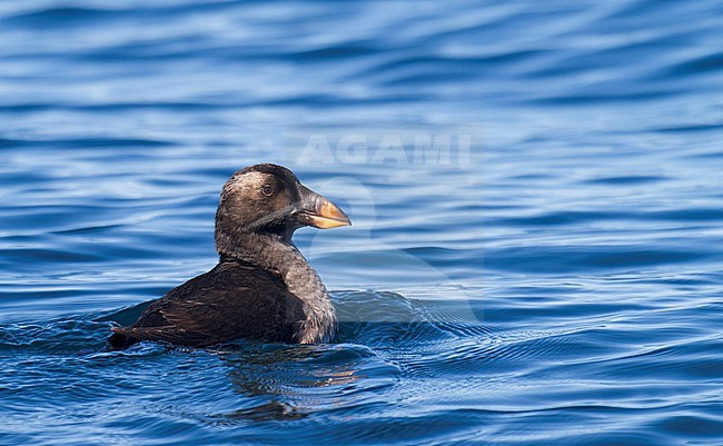 Immature Tufted puffin (Fratercula cirrhata) at sea off the coast of the United States. stock-image by Agami/Steve Howell,