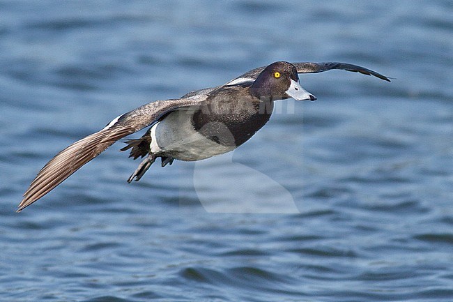 Lesser Scaup (Aythya affinis) flying in Victoria, BC, Canada. stock-image by Agami/Glenn Bartley,