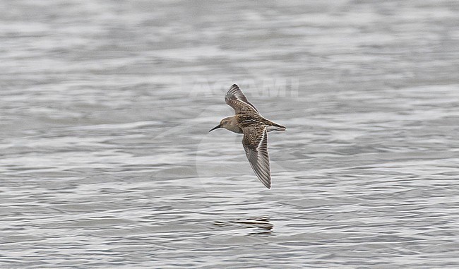 Immature Dunlin during migration in The Netherlands stock-image by Agami/Edwin Winkel,