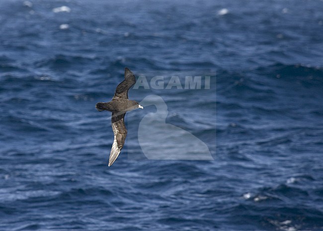 White-chinned Petrel flying; Witkinstormvogel vliegend stock-image by Agami/Marc Guyt,