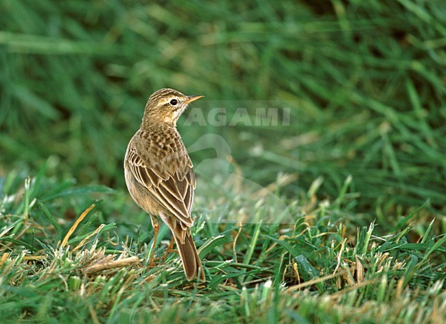 Grote Pieper op de grond; Richards Pipit on the ground stock-image by Agami/Markus Varesvuo,