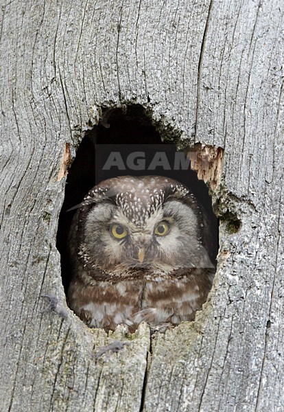 Ruigpootuil kijkt uit nesthol; Boreal Owl looking out of nest opening stock-image by Agami/Markus Varesvuo,
