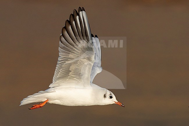 Black-headed Gull (Chroicocephalus ridibundus), side view of an adult in winter plumage in flight in a beach in Campania (Italy) stock-image by Agami/Saverio Gatto,