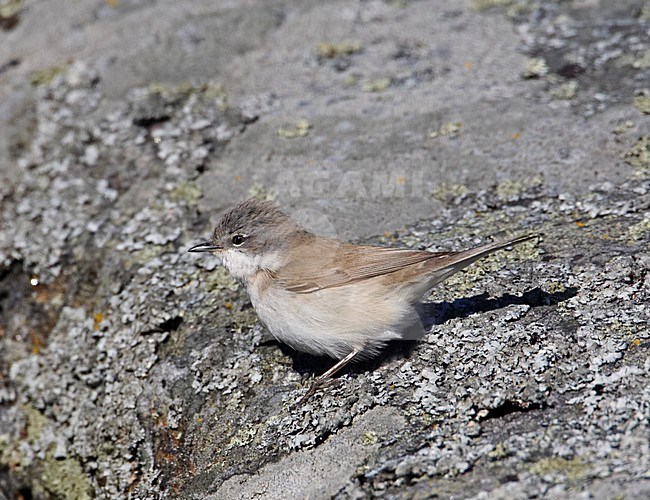 Braamsluiper op de grond; Lesser Whitethroat on the ground stock-image by Agami/Markus Varesvuo,