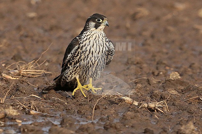 Peregrine Falcon (Falco peregrinus), first calendar year male sitting. stock-image by Agami/Fred Visscher,