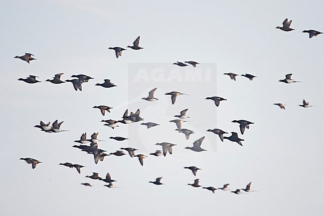 IJseenden in vlucht; Long-tailed Ducks in flight stock-image by Agami/Markus Varesvuo,