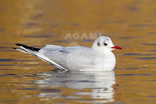 Common Black-headed Gull (Chroicocephalus ridibundus) adult winter resting on water with reflection. stock-image by Agami/Menno van Duijn,