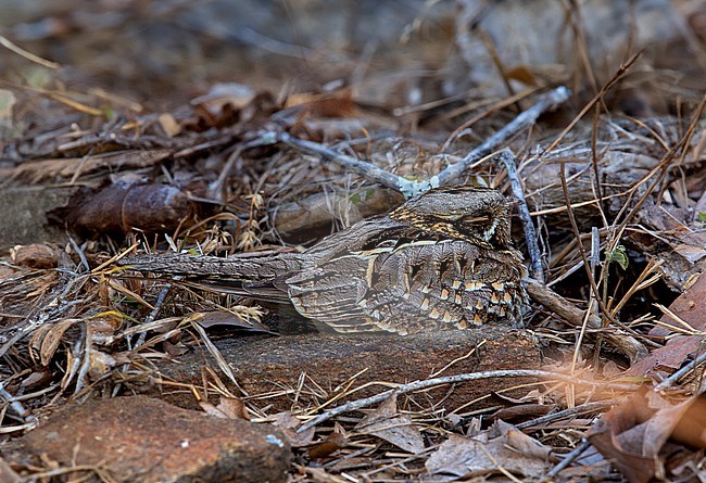 Indian Nightjar (Caprimulgus asiaticus asiaticus) roosting during the day on the ground among dead leaves stock-image by Agami/Andy & Gill Swash ,