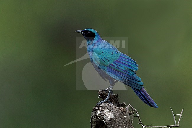 Grote glansspreeuw; Burchell's starling; stock-image by Agami/Walter Soestbergen,