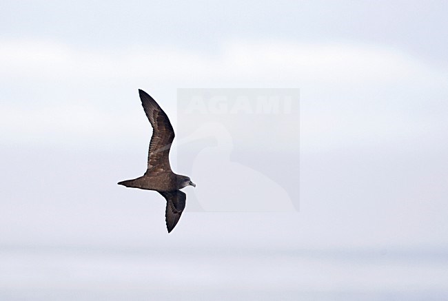 Grey-faced Petrel; Pterodroma macroptera gouldi stock-image by Agami/Marc Guyt,