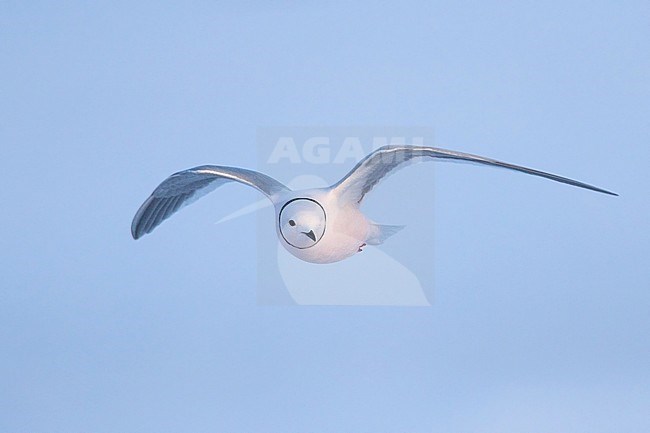 Adult Ross's Gull (Rhodostethia rosea) in breeding plumage during the short arctic spring in Barrow, Alaska, USA in June 2018 stock-image by Agami/Dubi Shapiro,