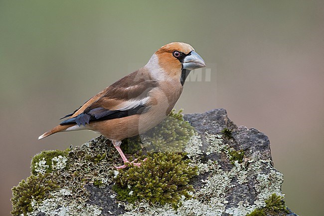 Hawfinch on musky rock; Coccothraustes coccothraustes; Alain Ghignone stock-image by Agami/Alain Ghignone,