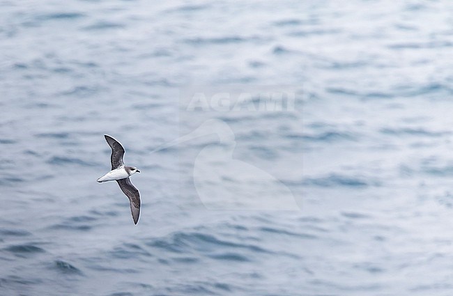 Soft-plumaged Petrel, Pterodroma mollis, in flight over the ocean south of New Zealand. stock-image by Agami/Marc Guyt,