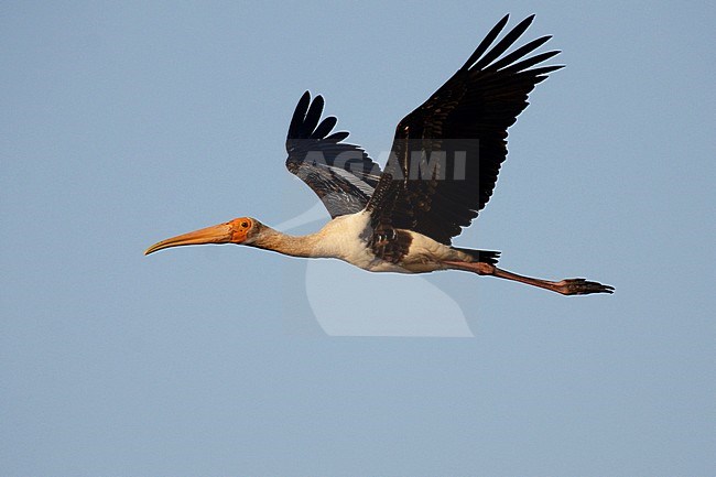 Painted Stork (Mycteria leucocephala) in flight over at Gujarat, India. Flying past. stock-image by Agami/Laurens Steijn,
