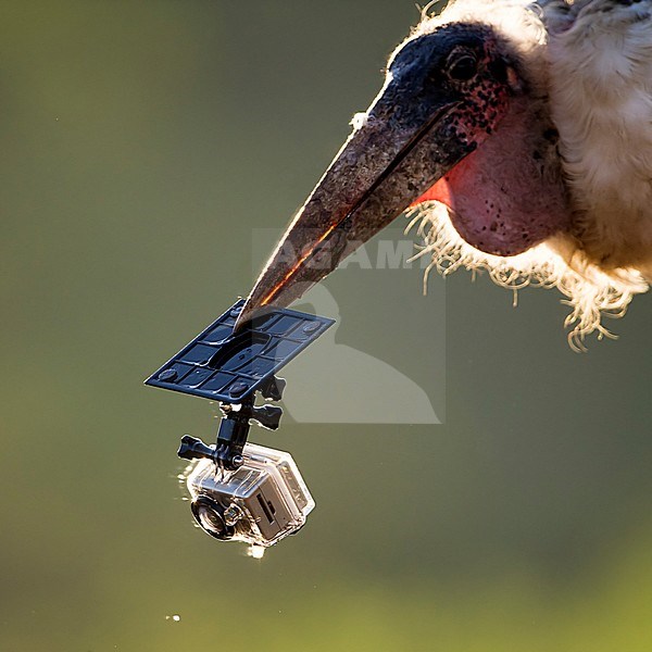 Afrikaanse Maraboe met statiefknop, Marabou Stork with tripod head stock-image by Agami/Bence Mate,