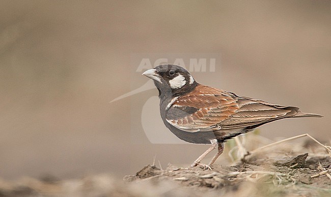 Male Chestnut-backed Sparrow-Lark (Eremopterix leucotis) standing on the ground in Afar, Ethiopia. stock-image by Agami/Ian Davies,