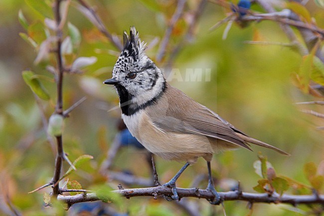 Kuifmees zittend op takje; European Crested Tit perched in a branch stock-image by Agami/Daniele Occhiato,