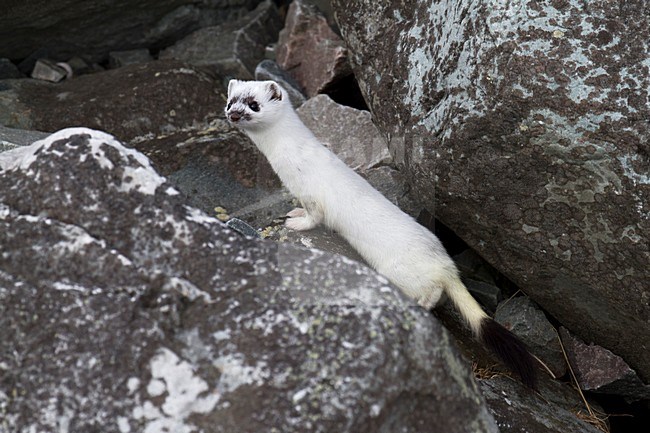 Hermelijn tussen de rotsen, Stoat between rocks stock-image by Agami/Chris van Rijswijk,