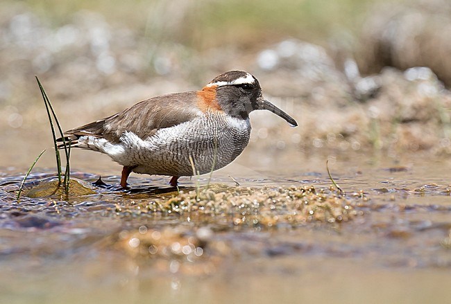 Diademed Sandpiper-Plover, Phegornis mitchellii, in Chile. In the habitat it prefers, mossy tundra, high-altitude grassland, bogs and swamps. stock-image by Agami/Dani Lopez-Velasco,