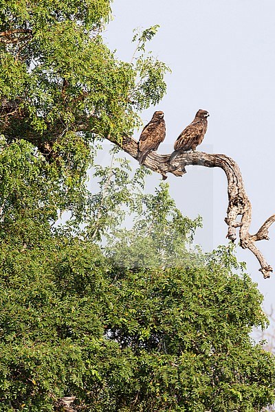 Wahlberg's Eagle (Hieraaetus wahlbergi) couple perched in tree at Kruger National Park in summer stock-image by Agami/Caroline Piek,